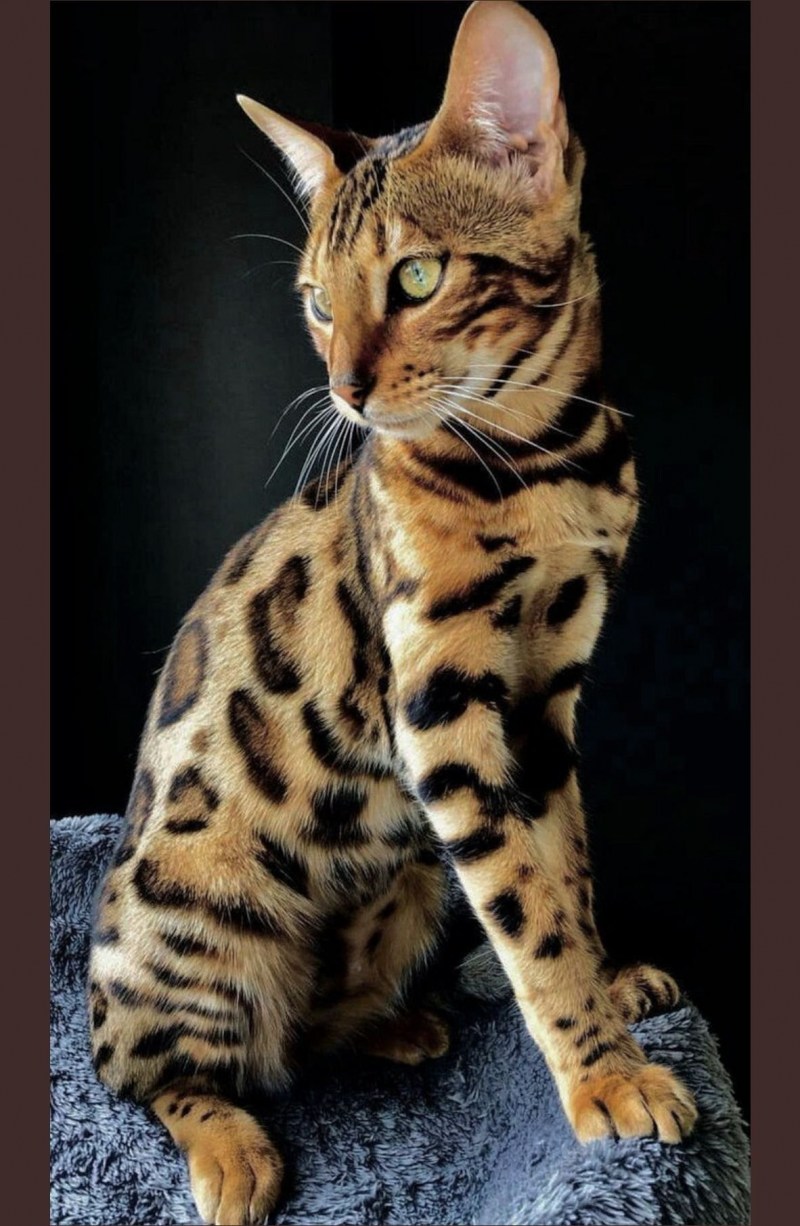 Кошки бенгальской породы