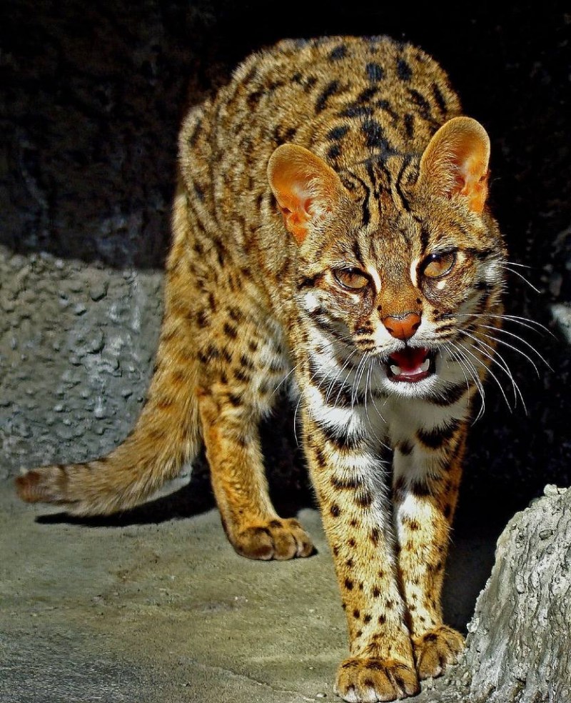 Prionailurus bengalensis
