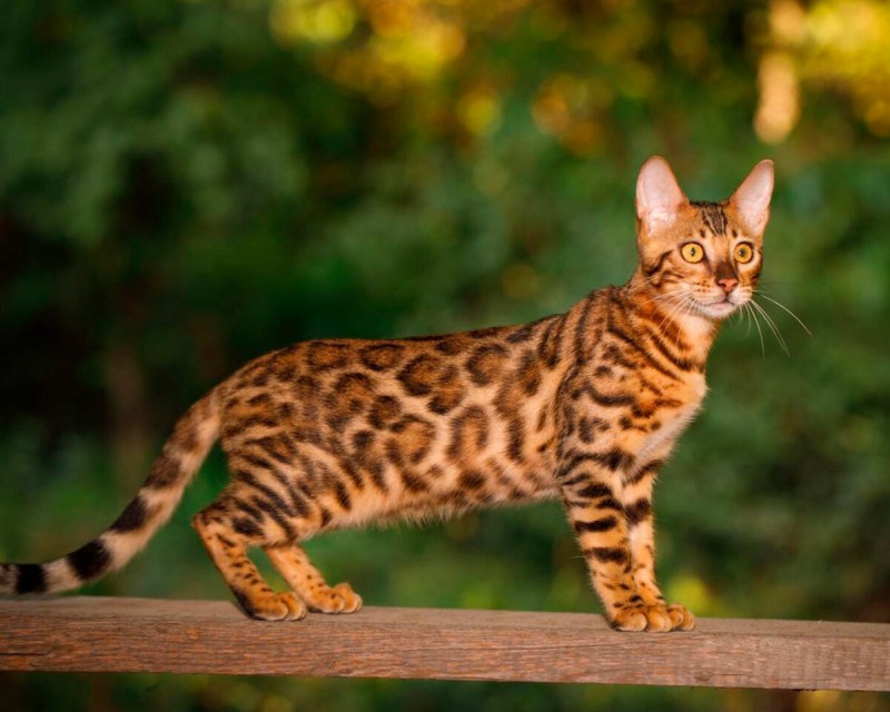 Лесная Бенгальская кошка
