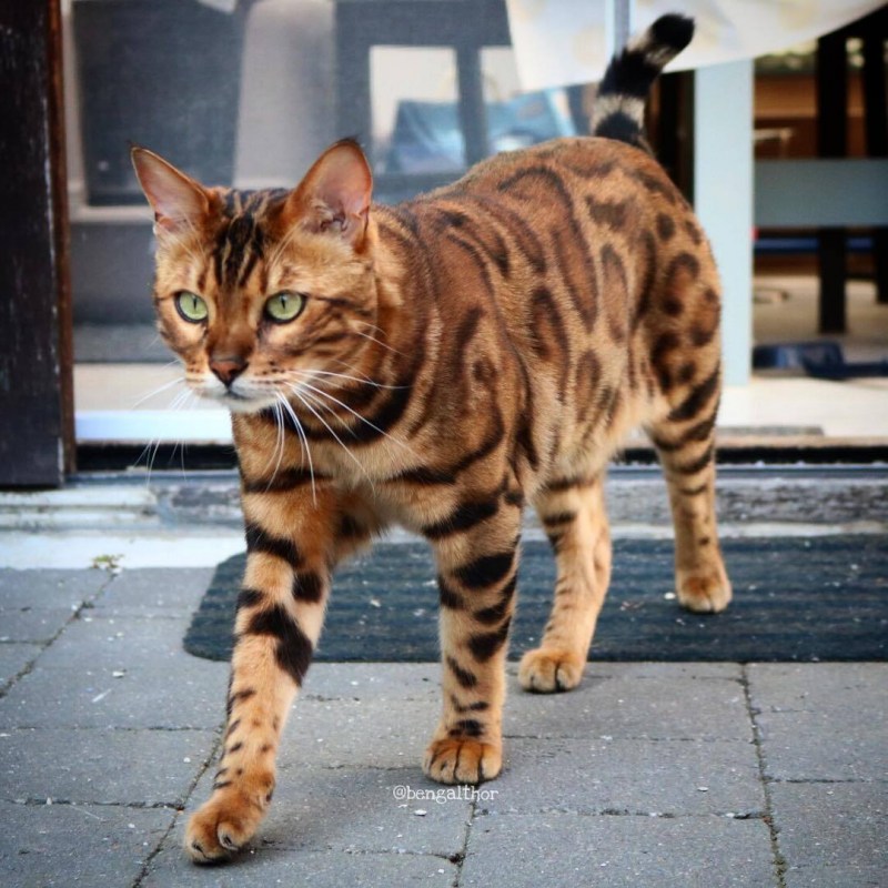 Бенгальская кошка