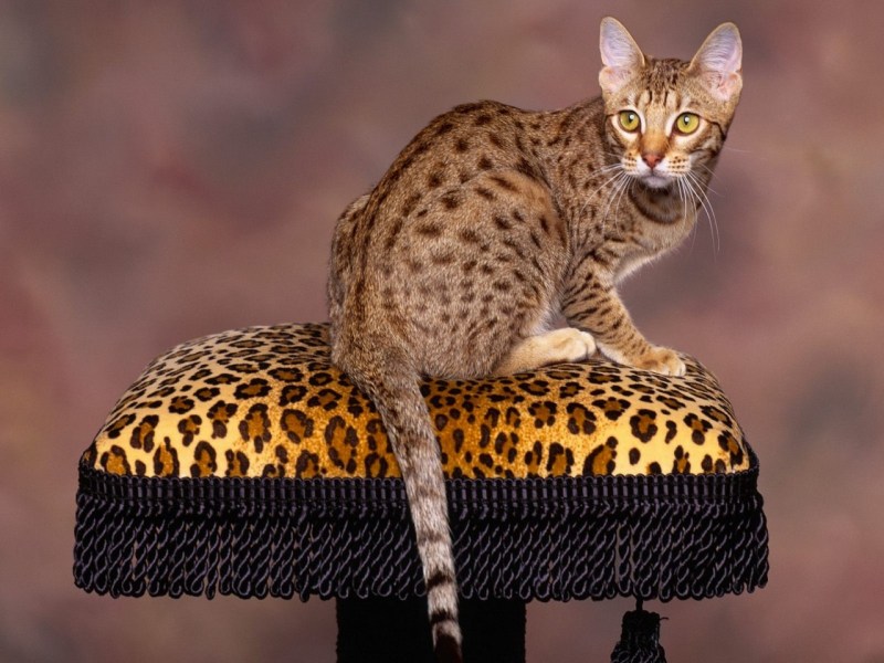 Бенгальские кошки дымчатый леопард