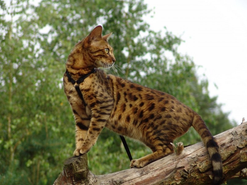 Бенгальская Саванна кошка