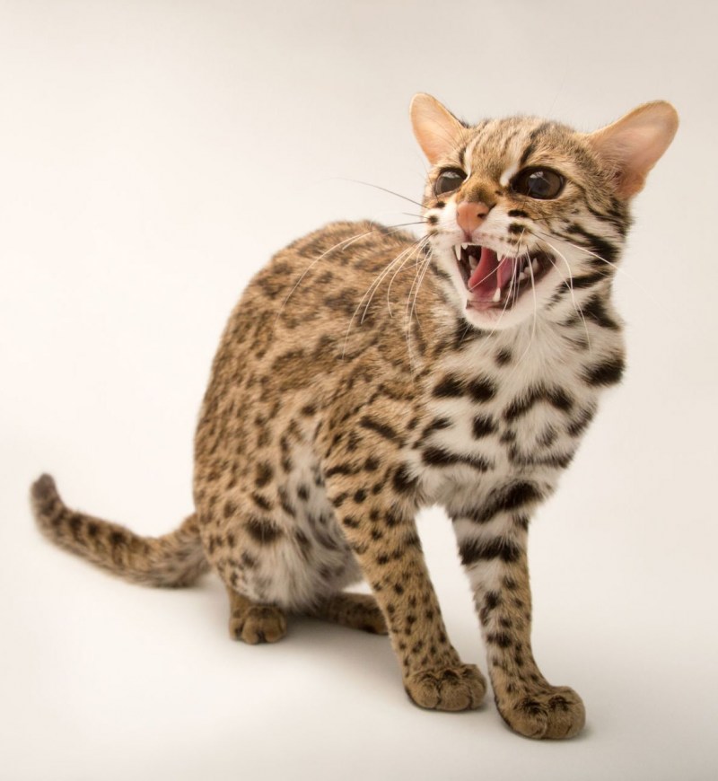 Prionailurus bengalensis