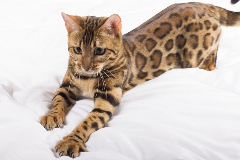 Бенгальская кошка