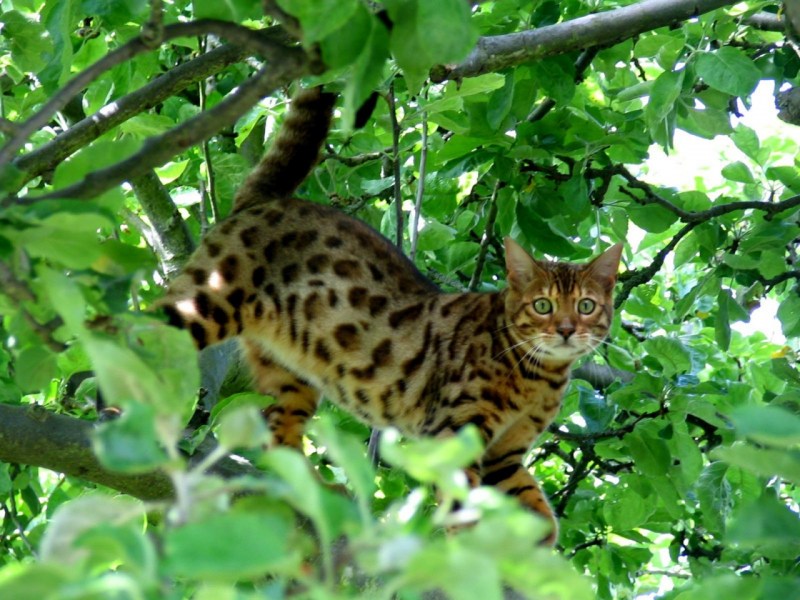 Бенгальский Лесной кот