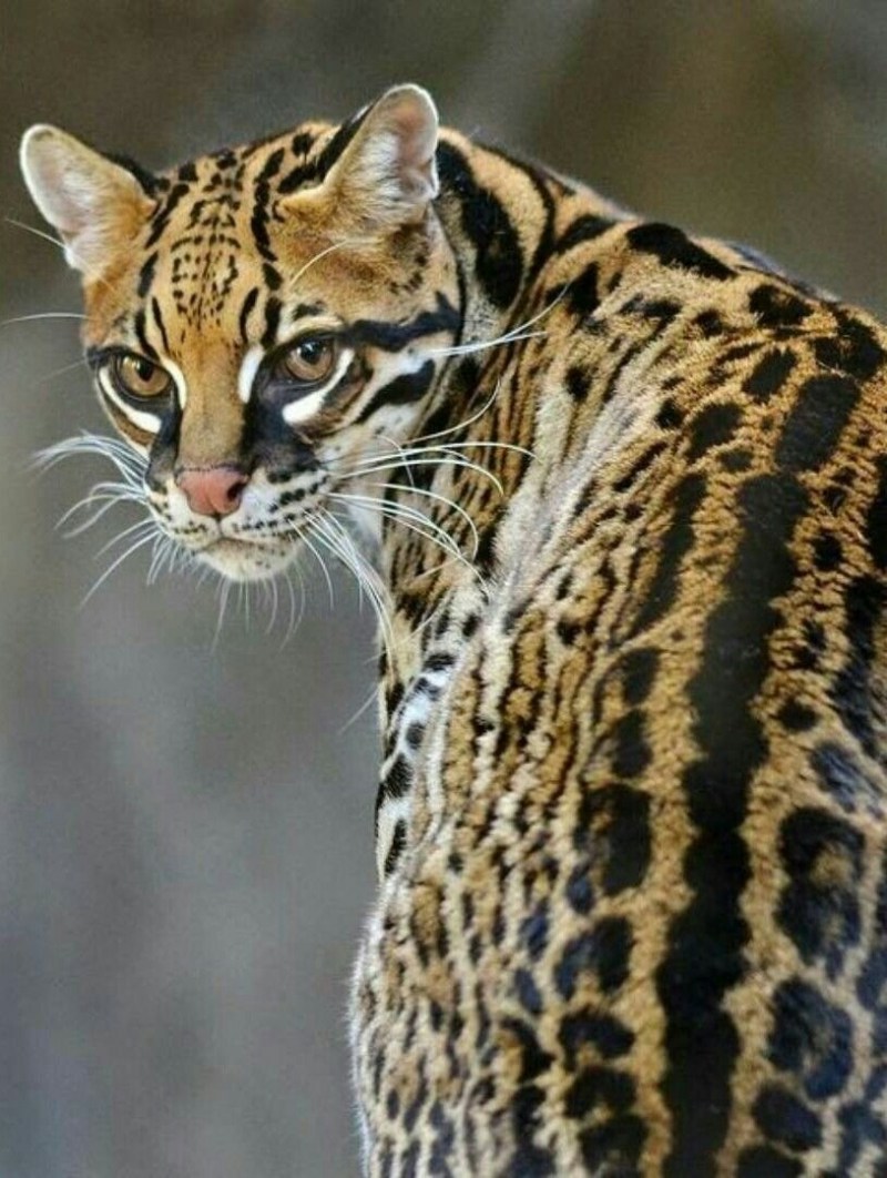 Бенгальская кошка