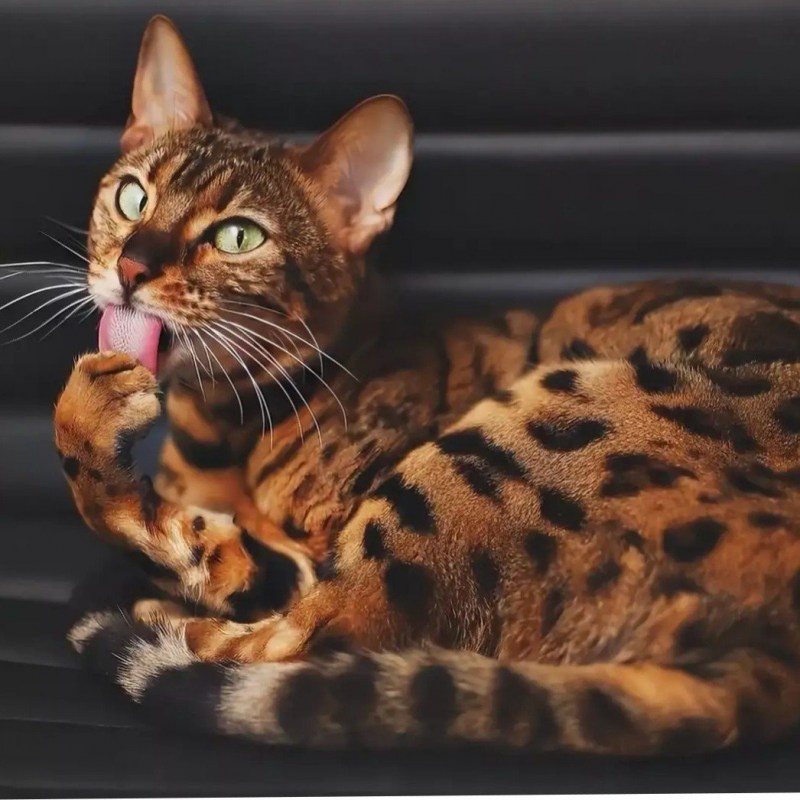 Бенгальская кошка