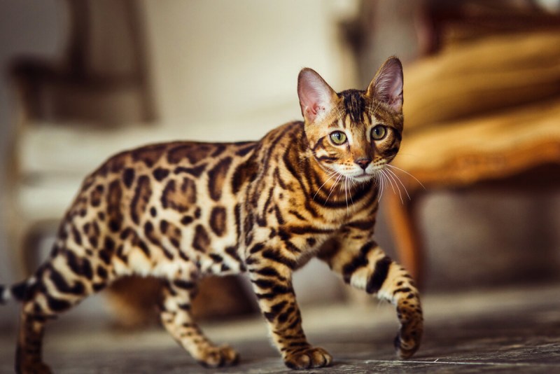Бенгальская кошка тигровая