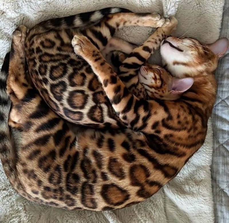 Тайская леопардовая кошка