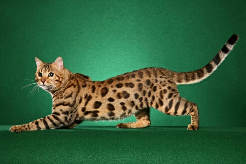 Бенгальская кошка Дикая
