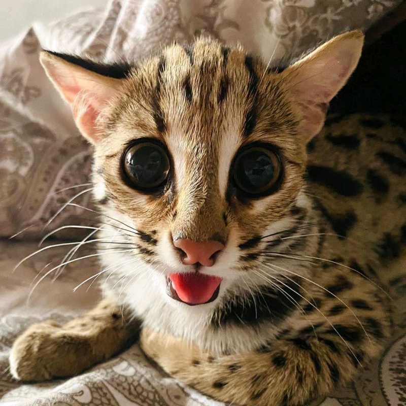 Азиатская леопардовая кошка