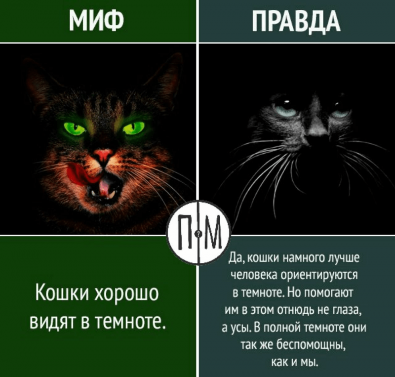 Строение глаза кота