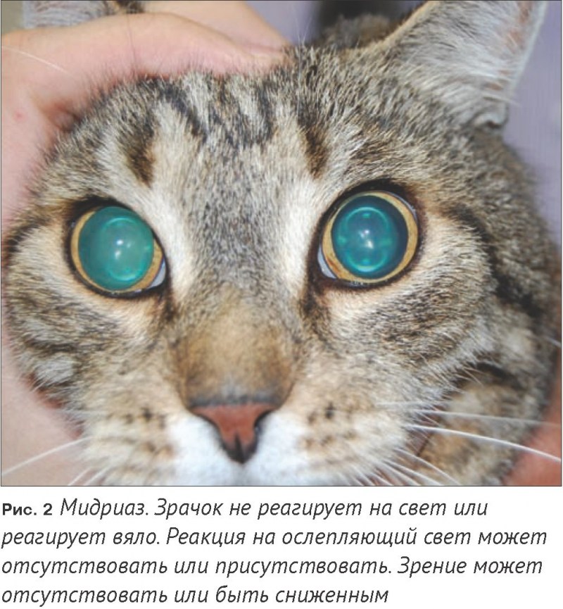 Кошачье зрение