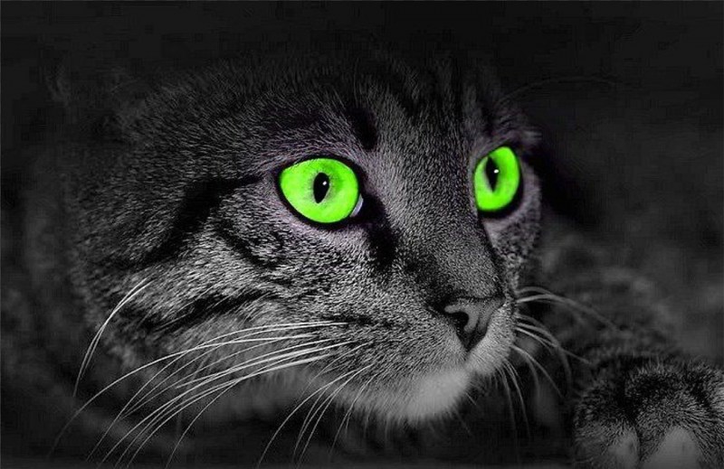 Мир глазами кошки ночью