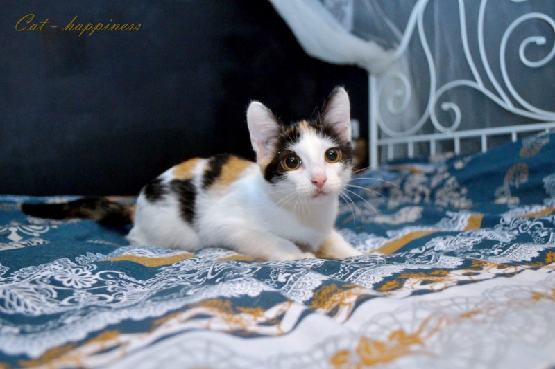 Котята арлекины