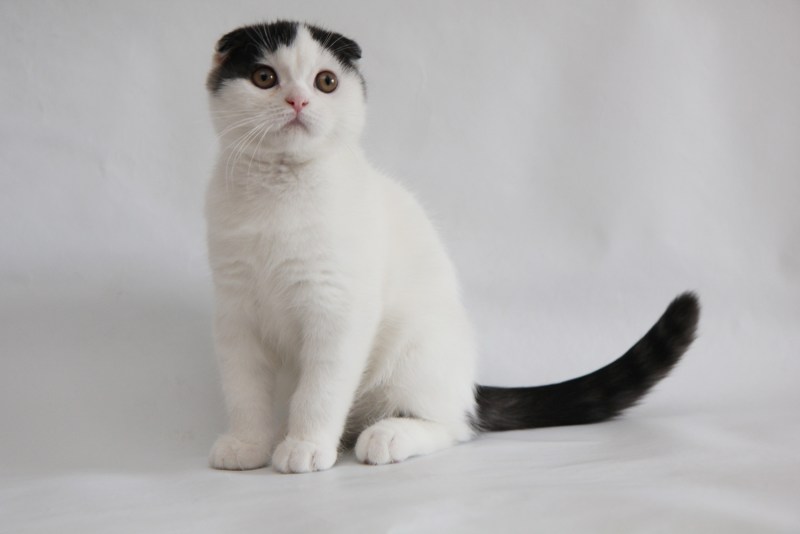 Шотландская вислоухая кошка Арлекин