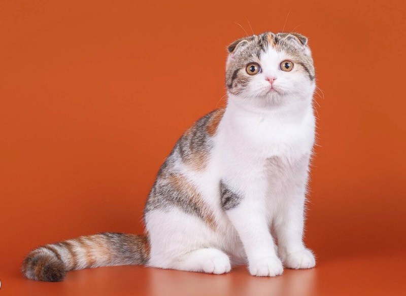 Мэнский кот биколор