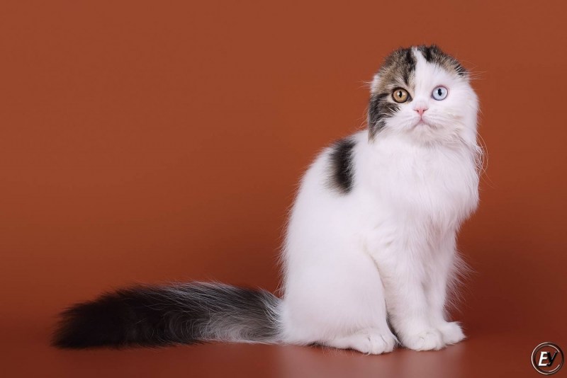 Скоттиш фолд Арлекин