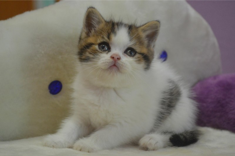 Шотландская вислоухая кошка Арлекин