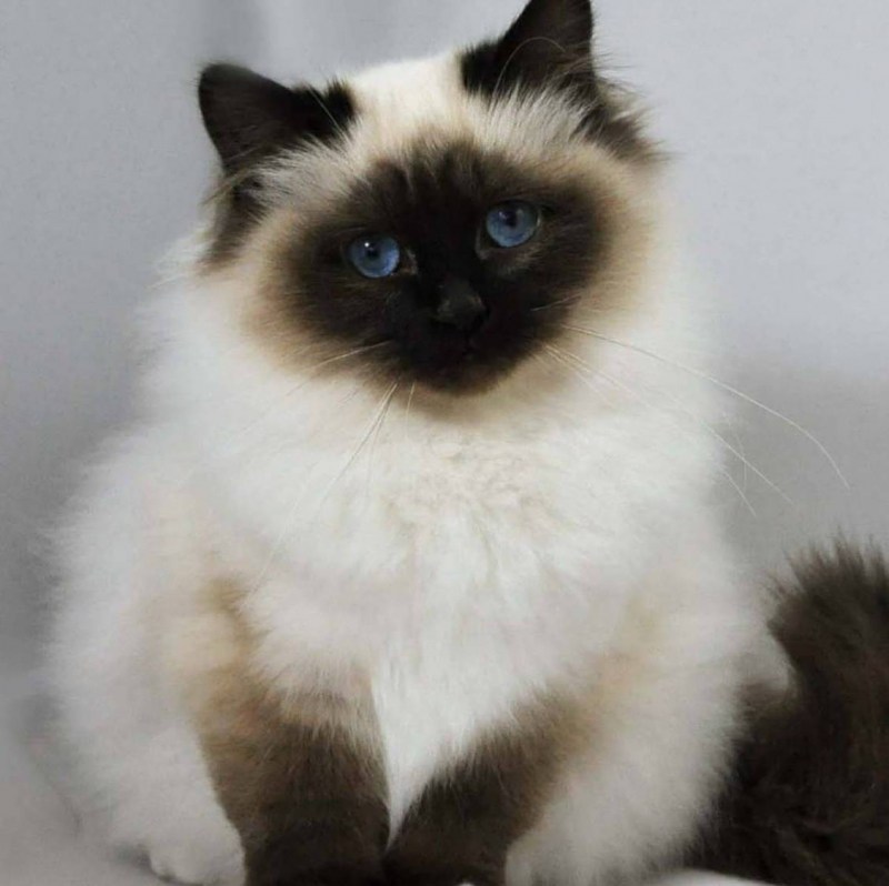 Кошка Гималайский колор поинт