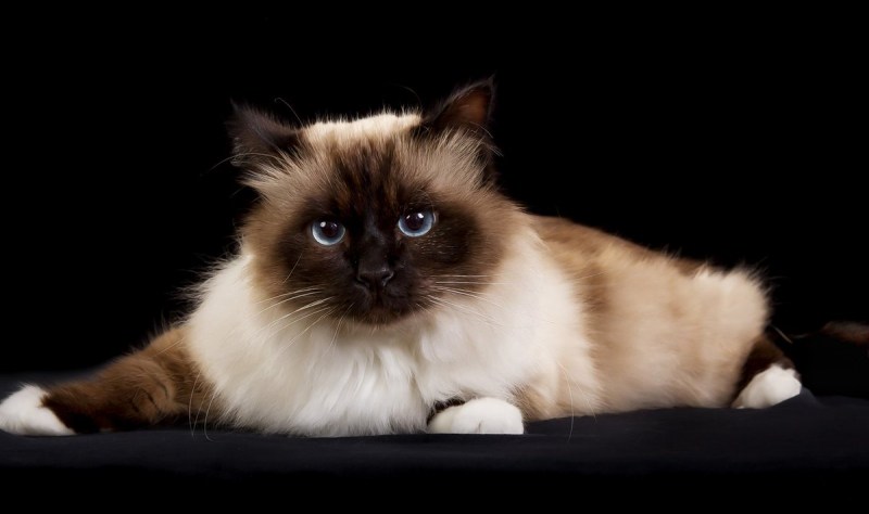 Священная бирманская кошка