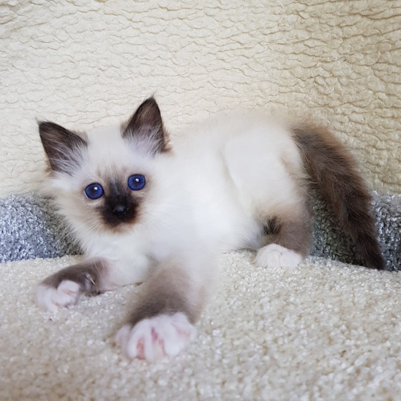 Священная бирманская кошка котята