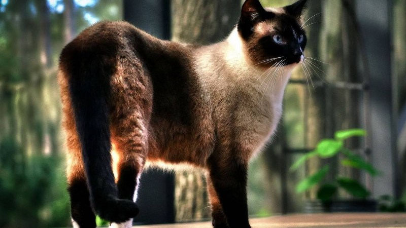 Сиамская кошка