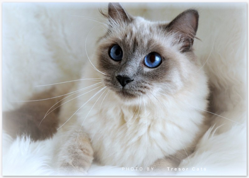 Кошка Балинез длинношёрстная