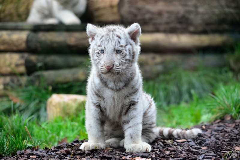 Кот белый тигр