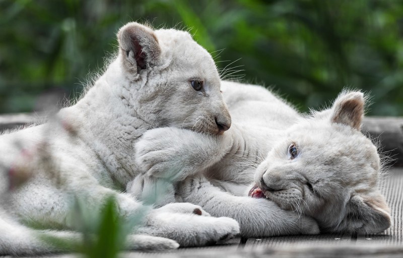 Лев котенок белый
