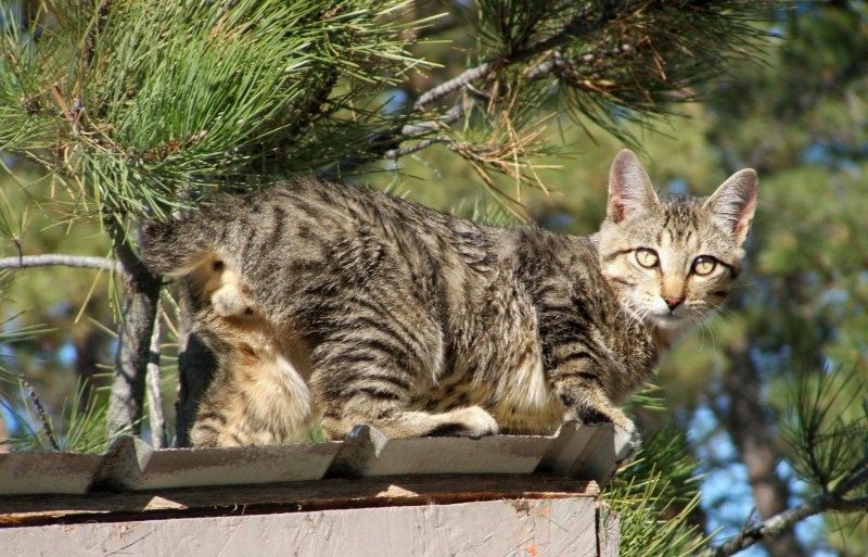 Курильский бобтейл короткошерстный