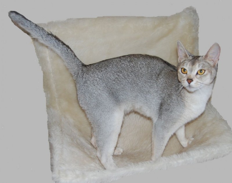 Абиссинская кошка серая
