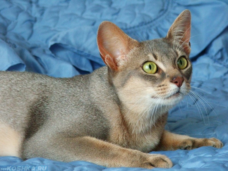 Абиссинская кошка голубая