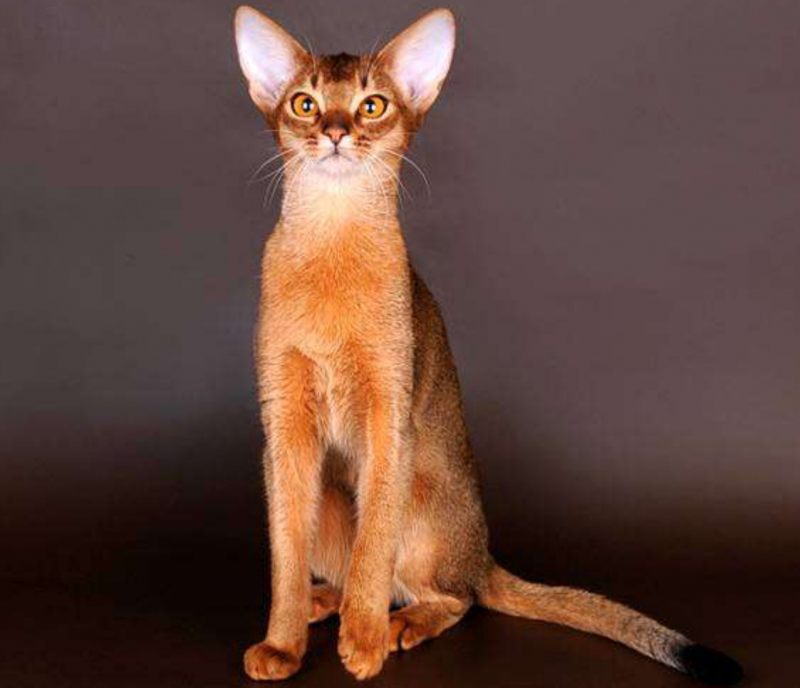 Абиссинская кошка