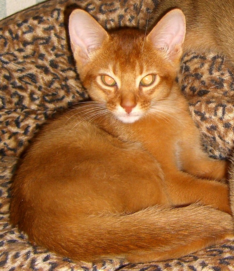 Абиссинская кошка соррель