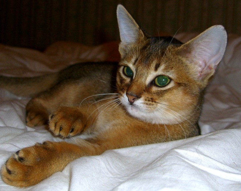 Абиссинская кошка дикий