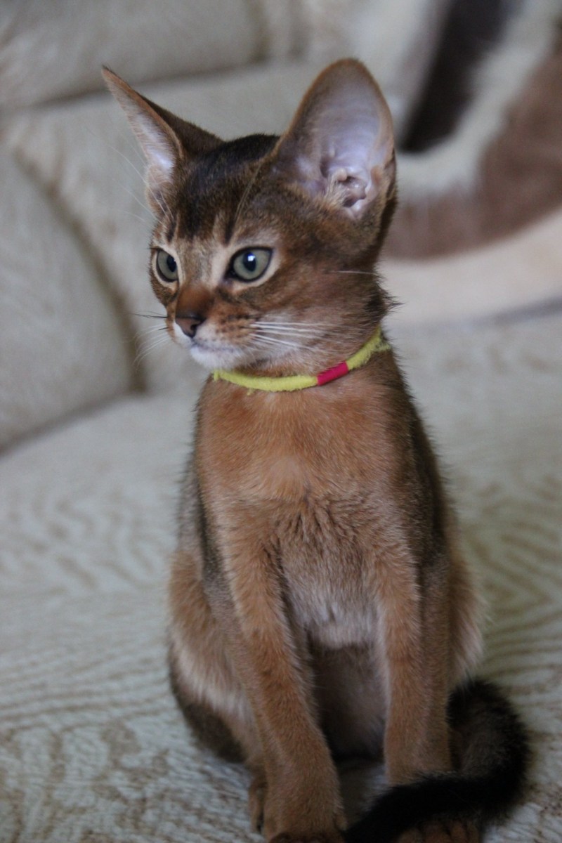Абиссинская кошка котёнок