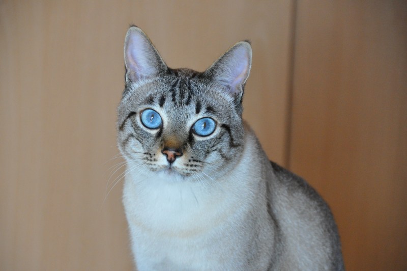 Табби Пойнт кошка