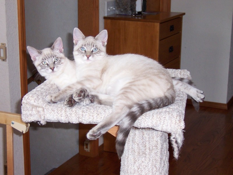 Lynx point Siamese