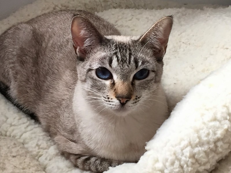 Сиамская кошка табби Пойнт