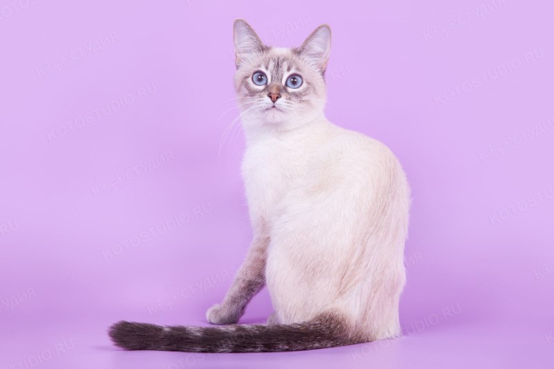 Тайская кошка
