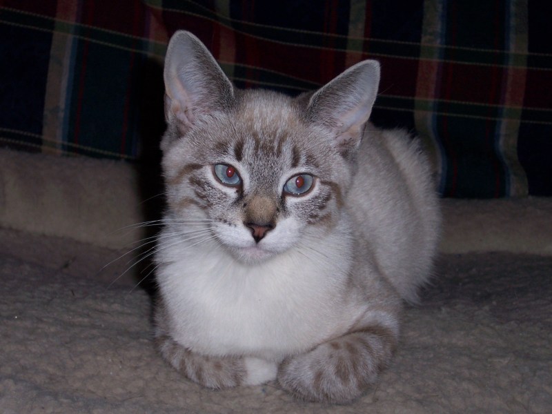 Сиамский tabby point