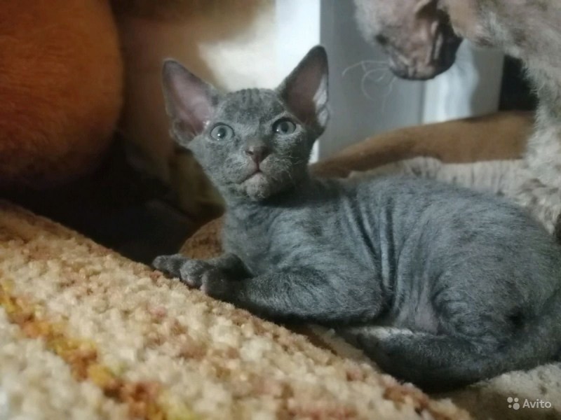 Новорожденные котята велюрового сфинкса