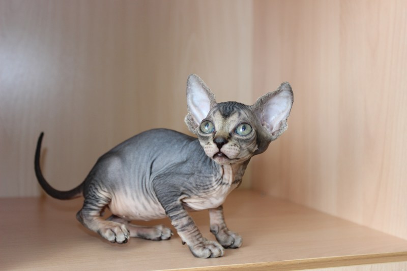 Велюровый сфинкс котенок