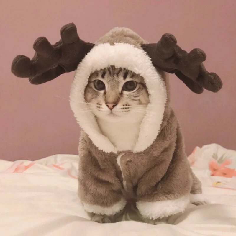 Теплая одежда для кошек