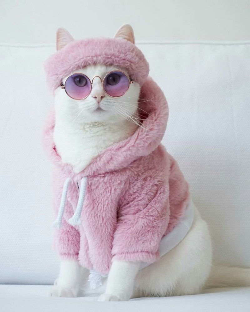 Модные котики