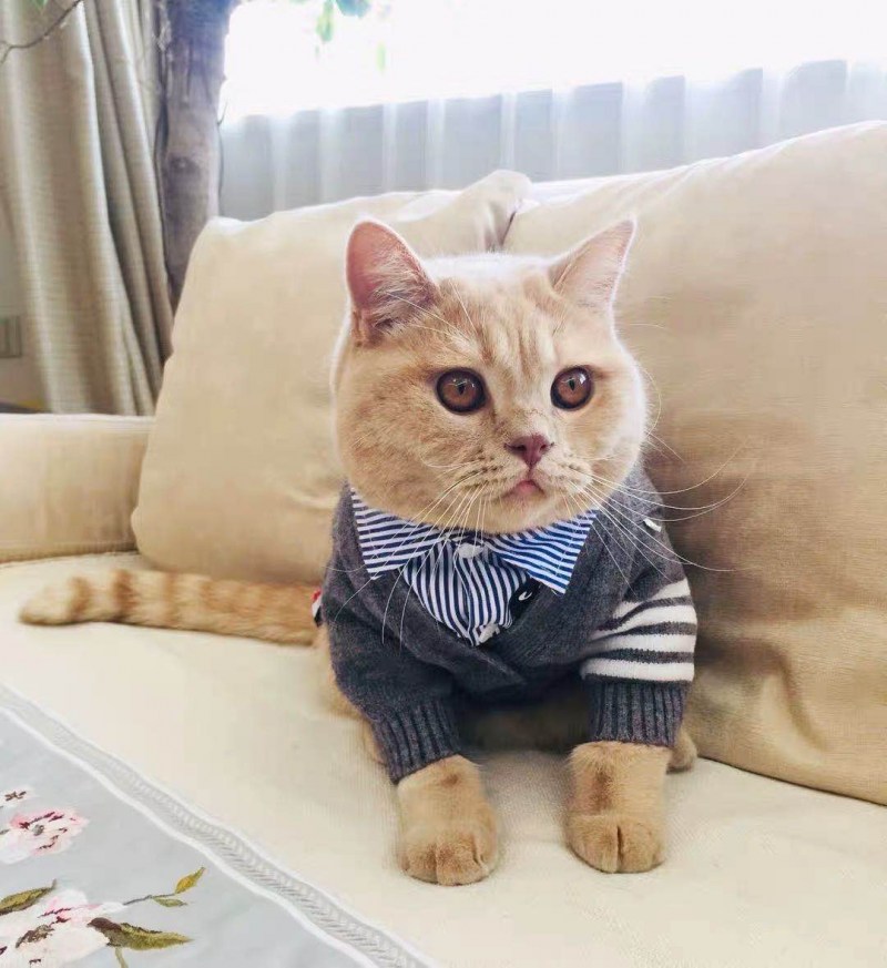 Очень милые котики в одежде