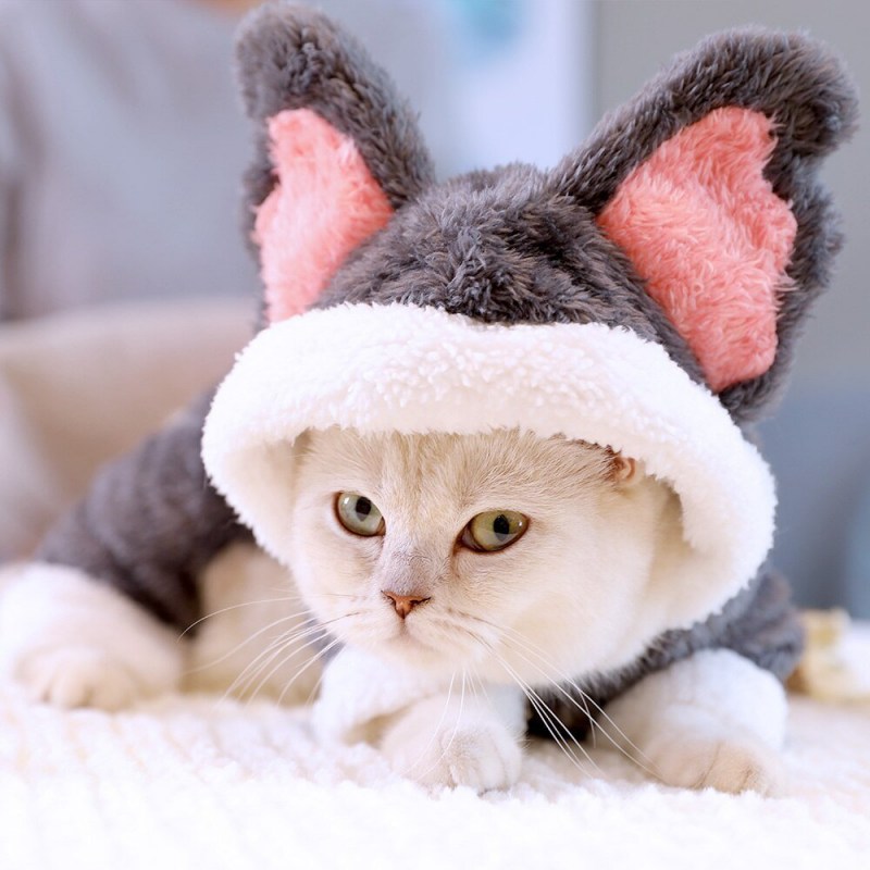Милые кошки в костюмах