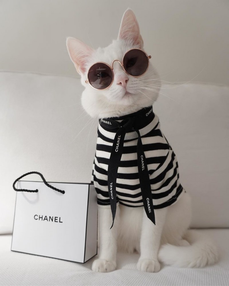 Модные котики