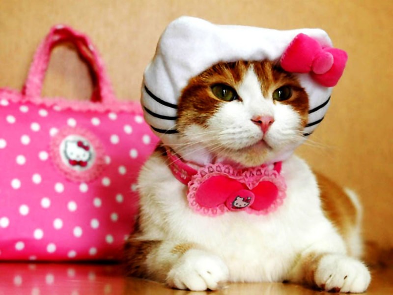 Нарядные котики